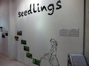 seedlings(03)